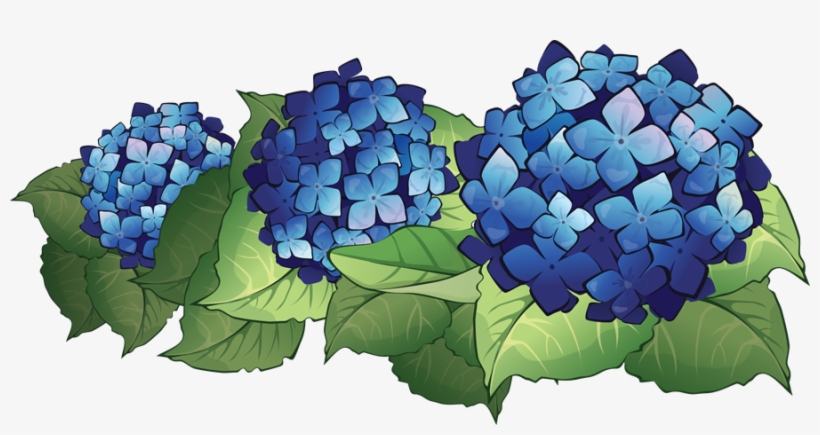 Hydrangeas - Hydrangea Clip Art PNG Image | Transparent PNG Free