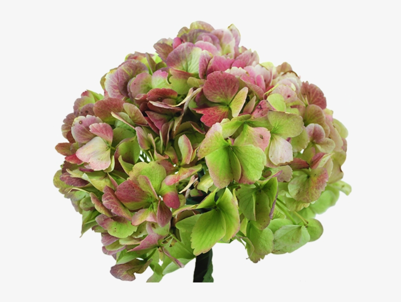 40 Antique Green Hydrangea - Schöne Garten-platte Melaminteller, transparent png download