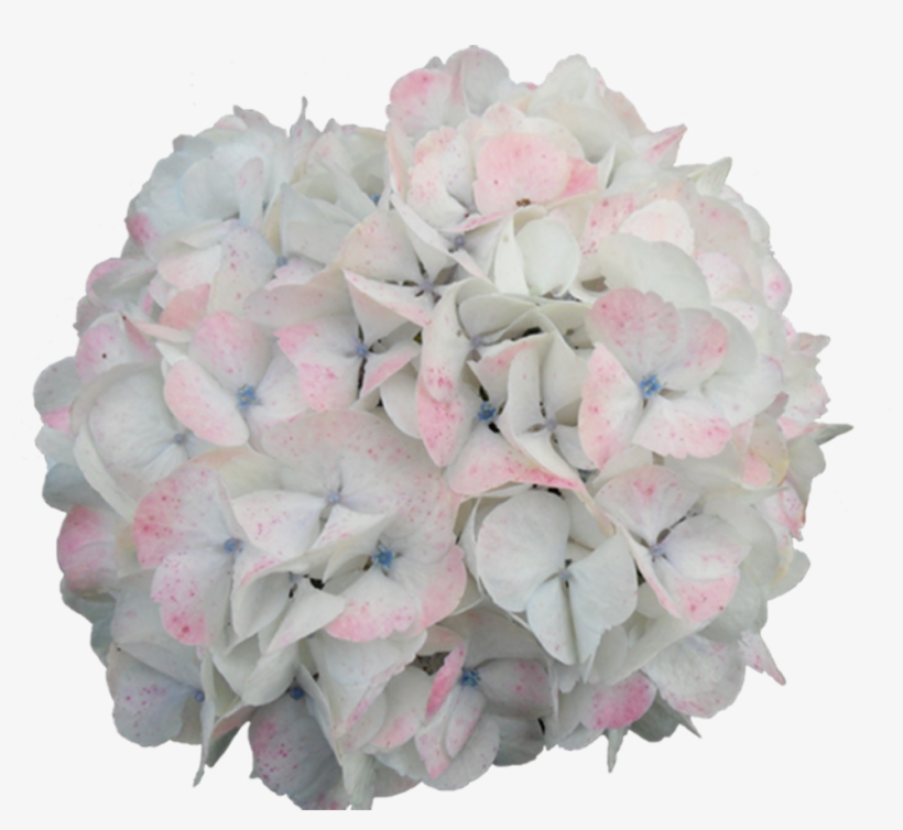 Jumbo Bi-color - Photograph, transparent png download