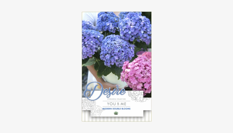 Find A Supplier - Hydrangea You And Me Desire, transparent png download