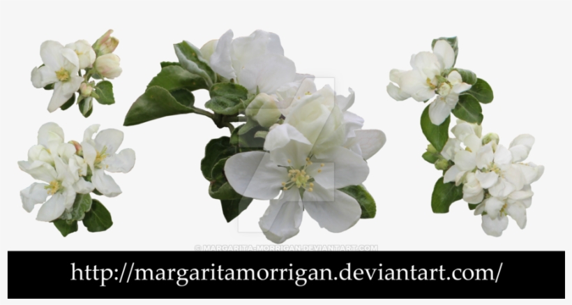 Apple Blossoms By Margarita-morrigan On Deviantart - Apple Blossoms Png, transparent png download