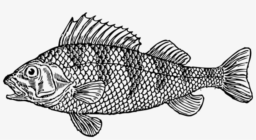 Cod-32681 960 720 - Fish Clipart Black And White, transparent png download