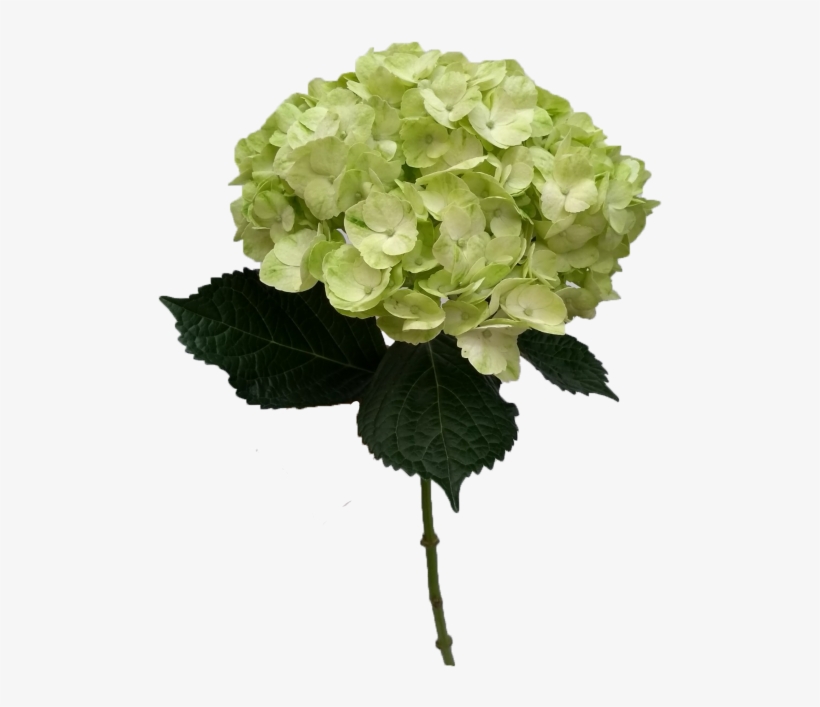 Mojito Hydrangea, transparent png download