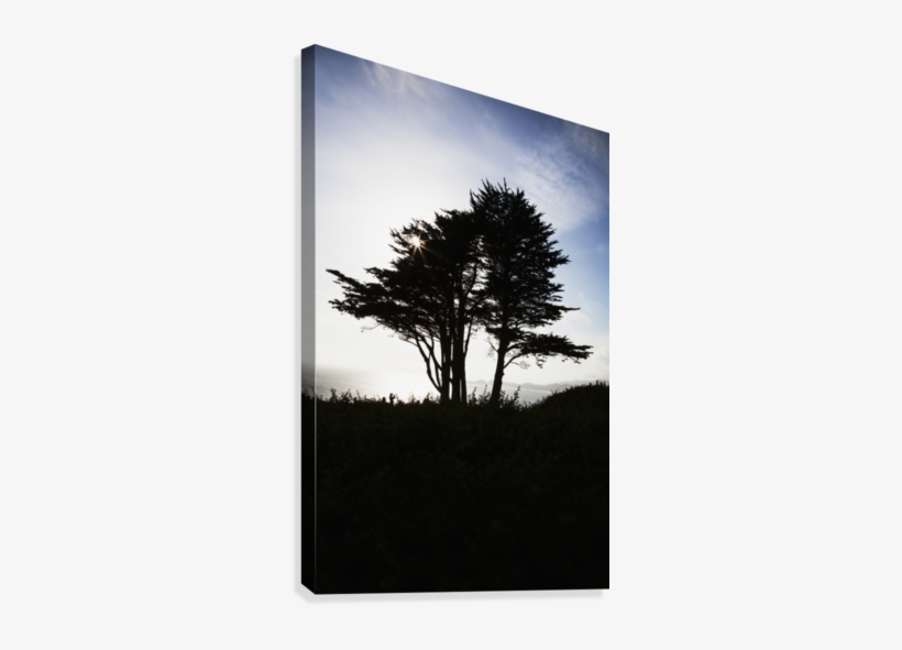 Download The Silhouette Of A Tree Against A Bright Blue Sky ...