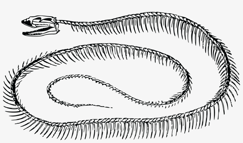 Free Clipart Of A Snake Skeleton - Skeleton Of A Snake Clipart, transparent png download