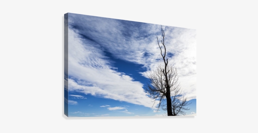 Silhouette Of Dead Tree Against A Dramatic Cloud Formation - Canada, transparent png download