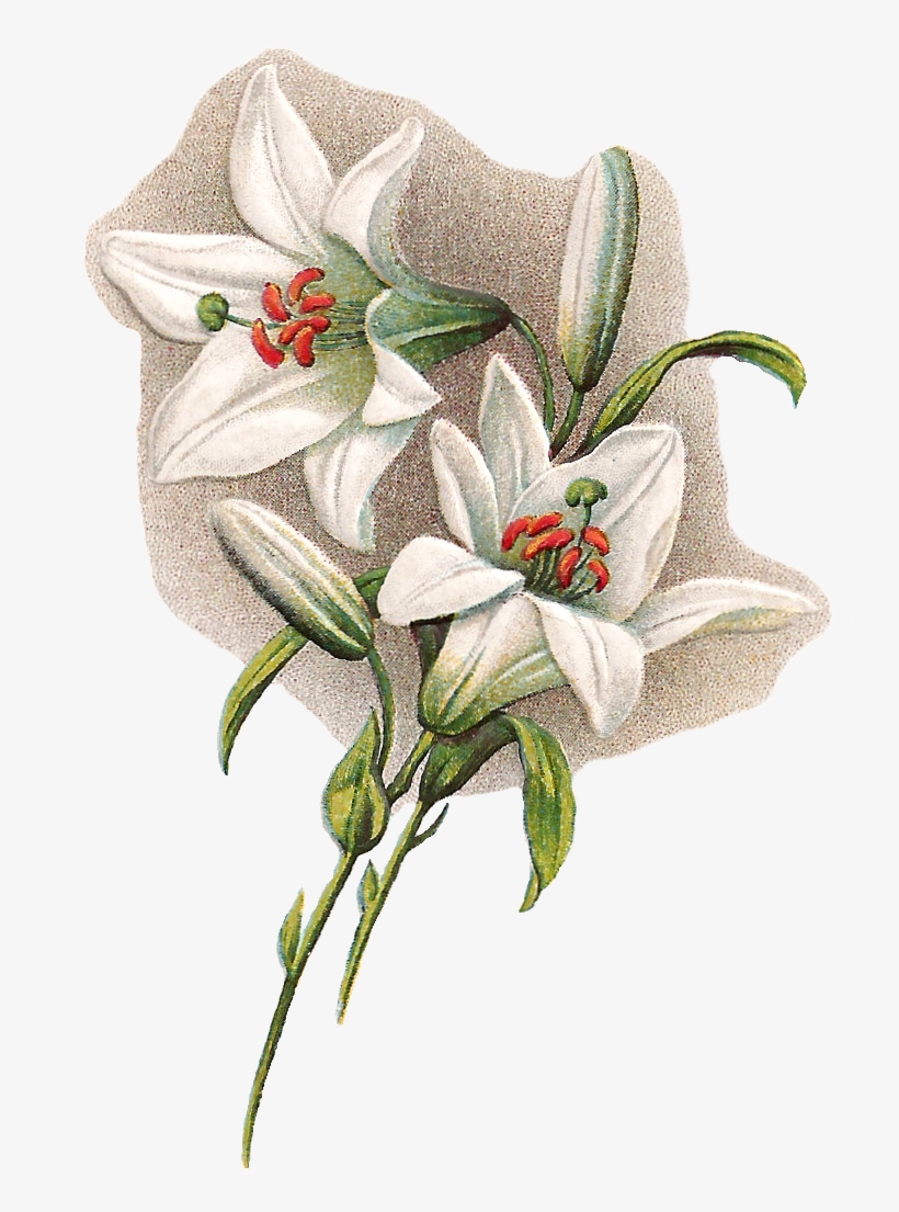 These Are Digital Graphics I Created From A Lovely - Easter Lilies With Transparent Background, transparent png download