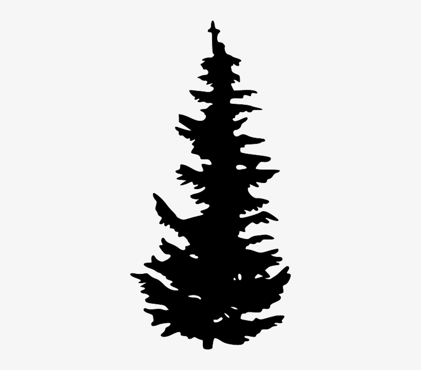 Silhouette Black Plant Tree Growing Pinetall Pine Tree - Pine Tree Silhouette, transparent png download