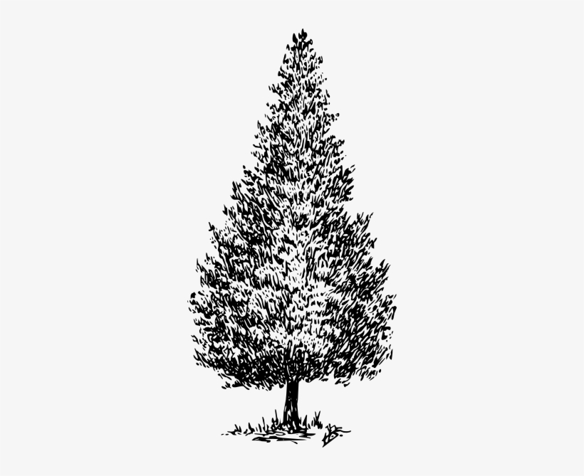 Pine Clipart Cedar Tree - Drawing Of A Cedar Tree, transparent png download