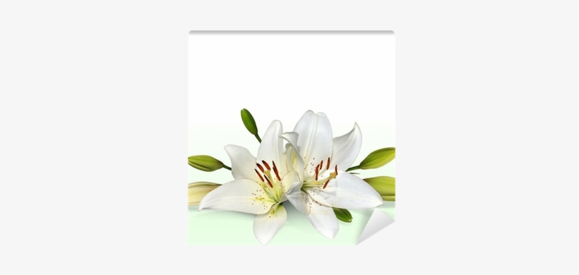 Easter Lily Flowers, Also Known As November Lilies - Lilies Png, transparent png download
