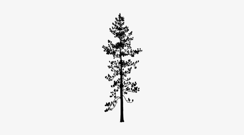 Pine, transparent png download