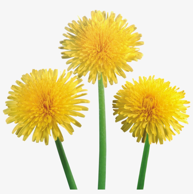 Free Png Dandelion Png Images Transparent - Dandelion Transparent, transparent png download