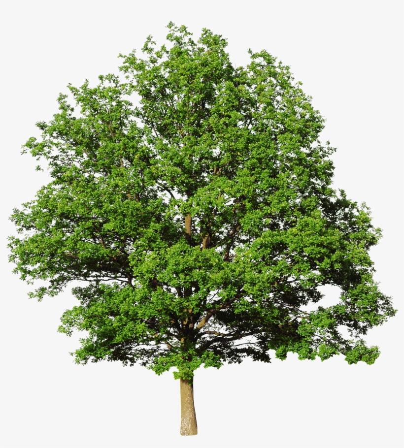 Postado Por Marhelen Às - Tree Psd Free Download, transparent png download