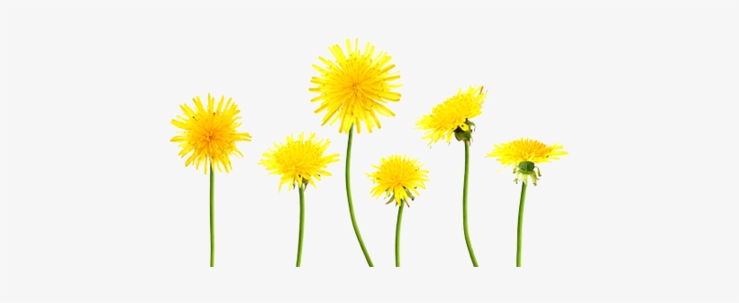 Dandelions Png - Put Down The Book And Do Something!, transparent png download