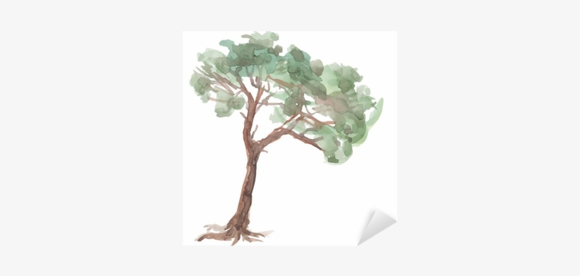 Pine Tree On A White Background - Дерево Клипарт Акварель, transparent png download