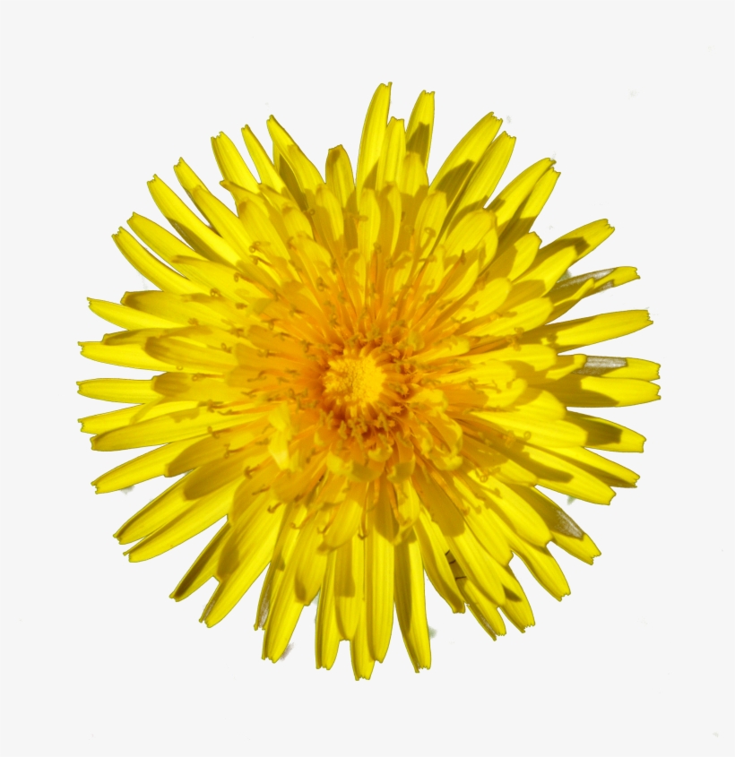Dandelion Png - Yellow Dandelion Png, transparent png download
