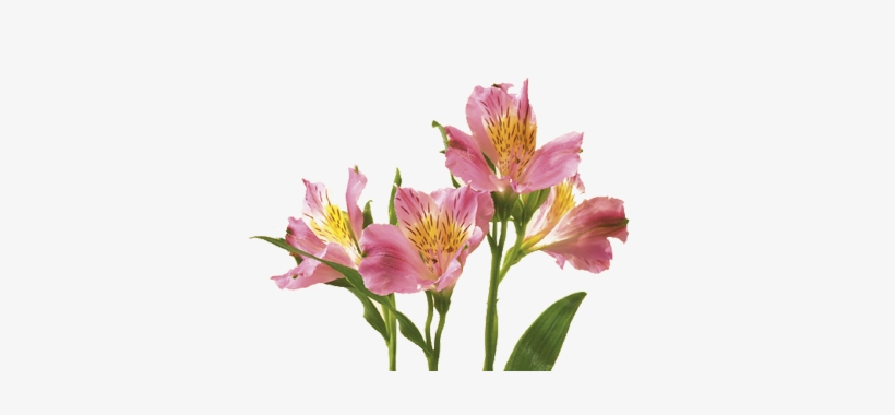Discover The Language - Alstroemeria Flower, transparent png download