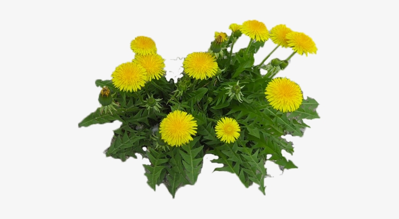 Dandelions Png - Portable Network Graphics, transparent png download