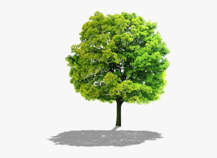 Comunidade Fase1 Arvore5 - River Birch, transparent png download