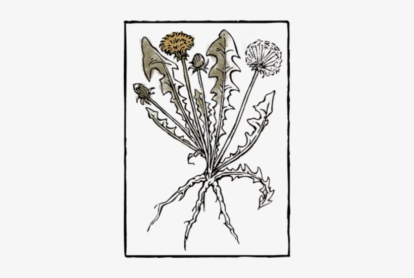Book Herb14 - Book, transparent png download