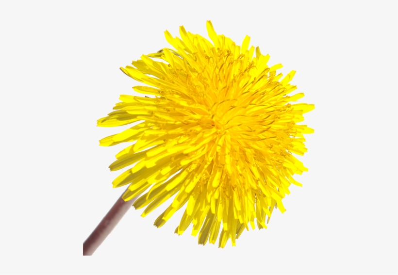 Yellow Dandelion Png, transparent png download