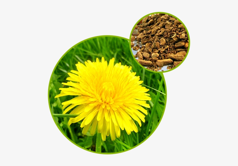 Dandelion Extract - Lactuca Indica, transparent png download