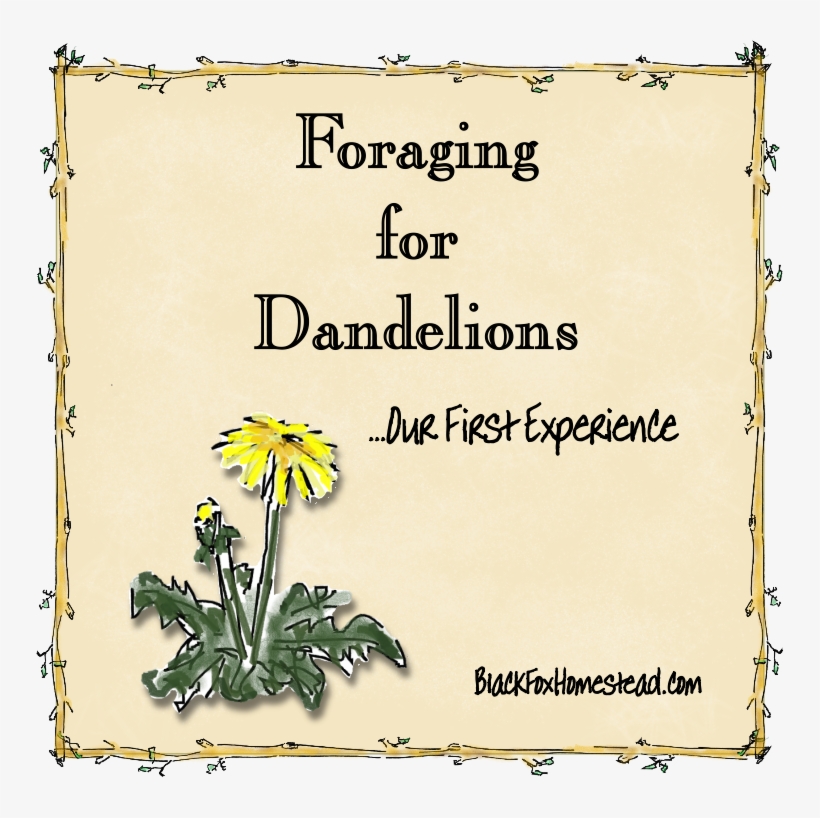 Dandelion, transparent png download