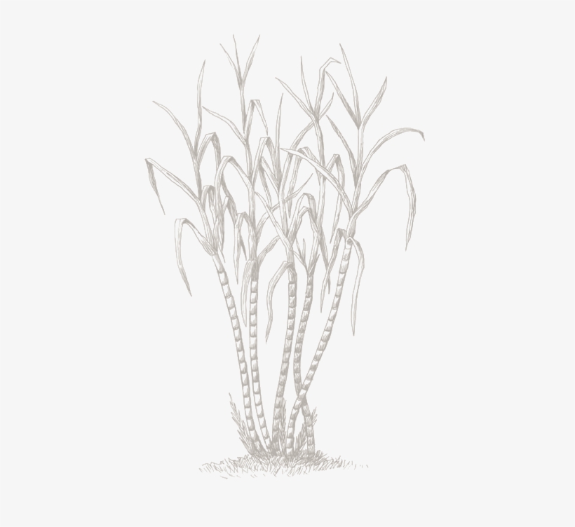 Harvest Of The Dominican - Caña De Azucar Png, transparent png download