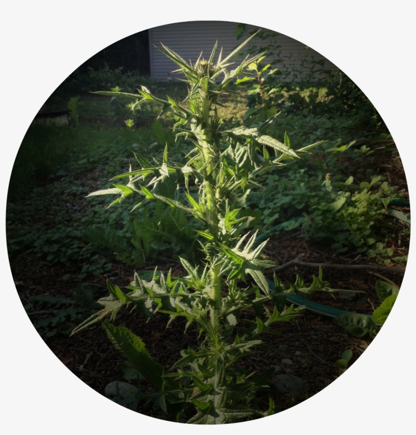 Not Just A Few Little Dandelions Popping Up Here And - Big Dandelion Weed, transparent png download