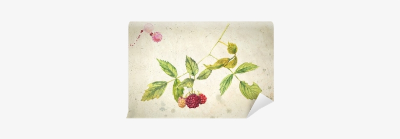 A Branch Of Raspberry - Малина Акварелью, transparent png download