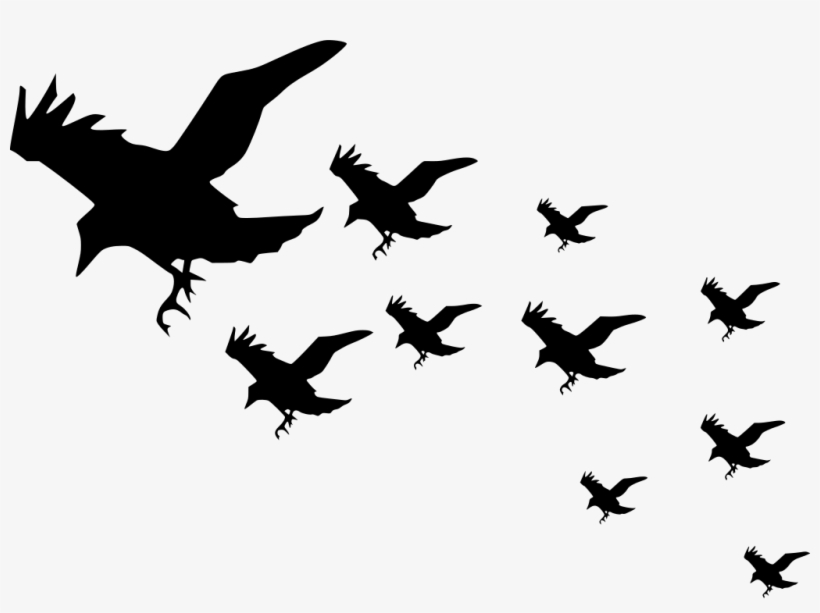 Feather On Water, V - Flock Of Crows Transparent, transparent png download