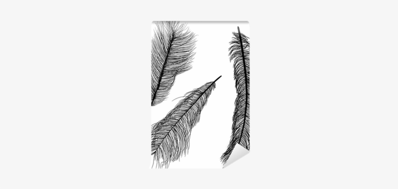 Three Ostrich Feather Silhouettes Isolated On White - Illustration, transparent png download