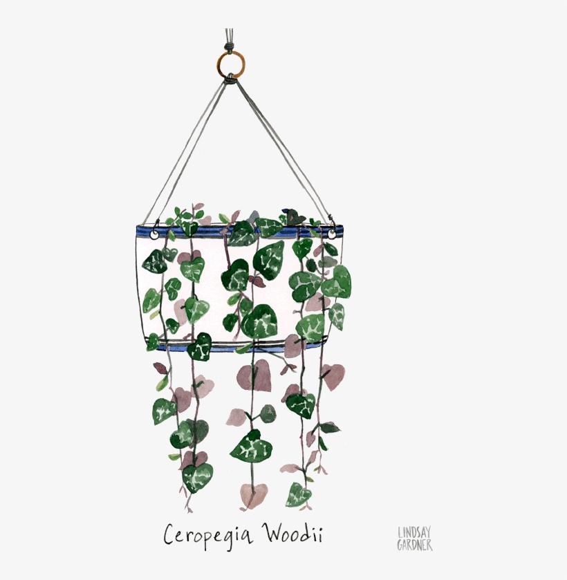 "ceropegia Woodii" Watercolor Painting For Flow Magazine - Watercolor Painting, transparent png download