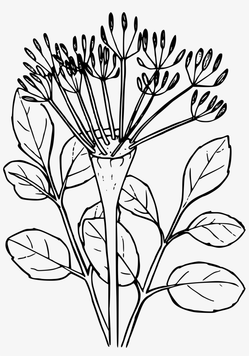 Banner Black And White Download Naked Stemmed Parsely Desert Flower Clip Art Png Image Transparent Png Free Download On Seekpng