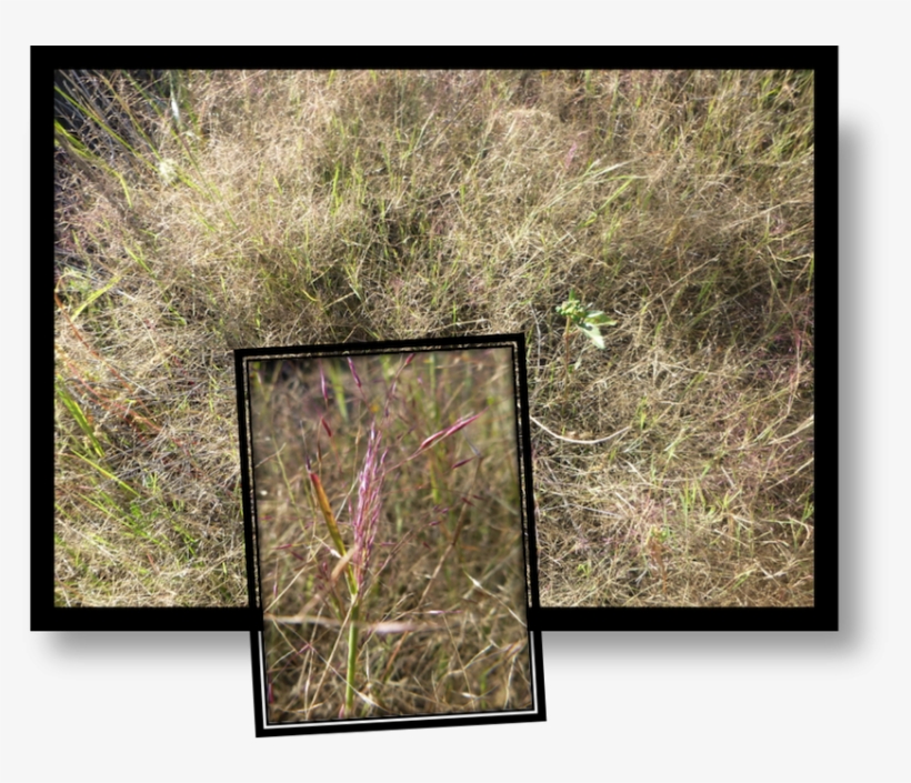 Broom Snakeweed A Native North American Plant, It Can - Grass, transparent png download
