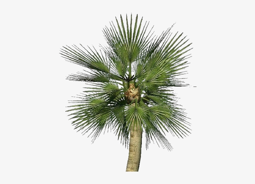 Mediterranean Dwarf Palm - Palmera Mediterranea Png, transparent png download