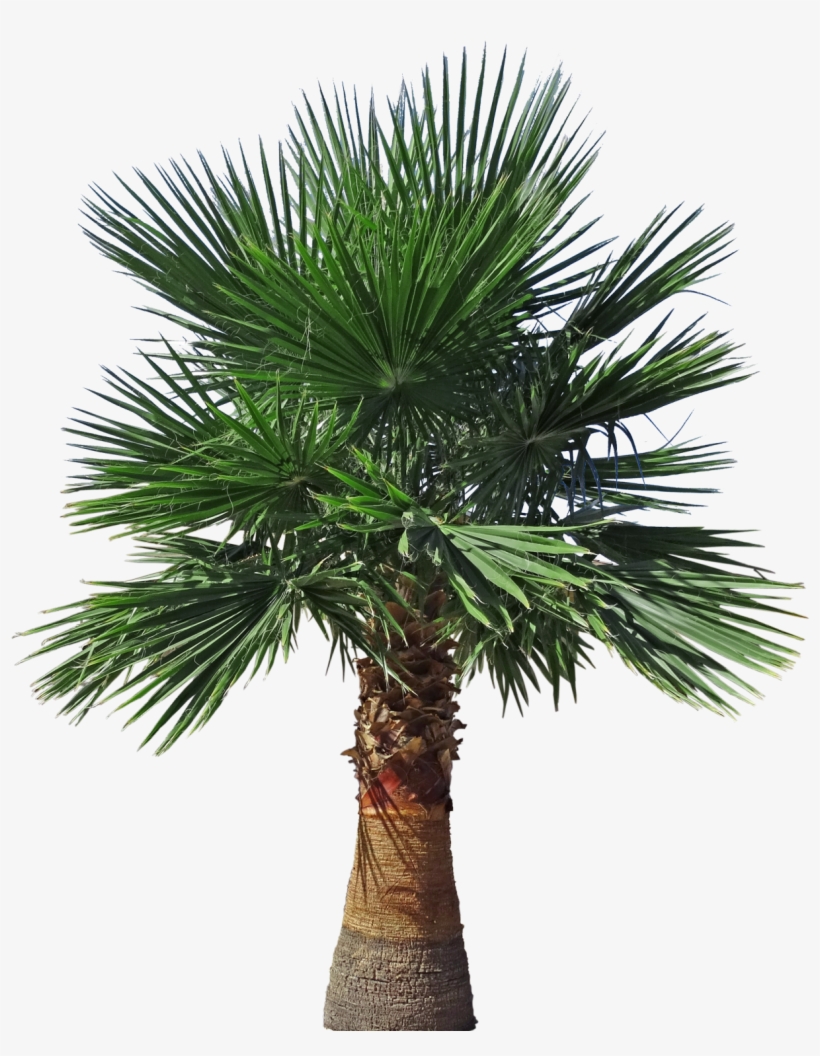 Mexican Fan Palm - Plumeria Alba, transparent png download