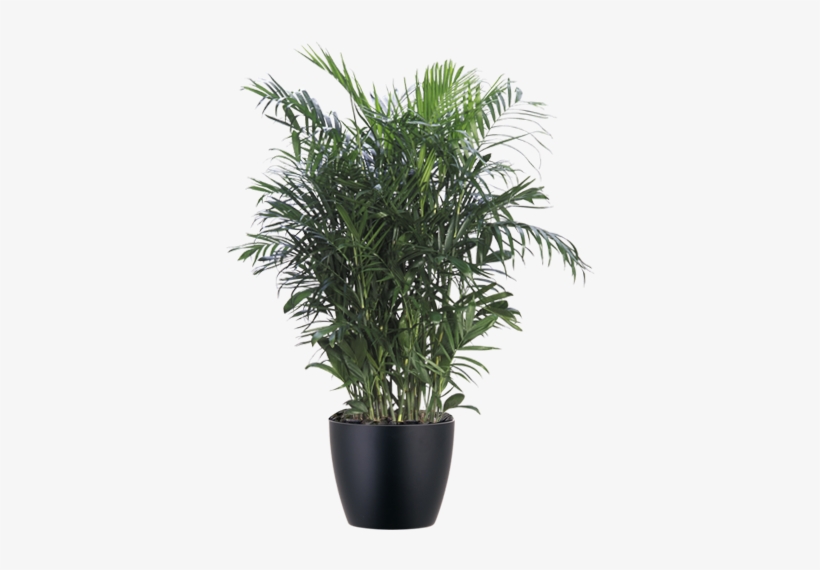 Bamboo Palm Interior Plant In Black Pot - Chamaedorea Bamboo Palm, transparent png download
