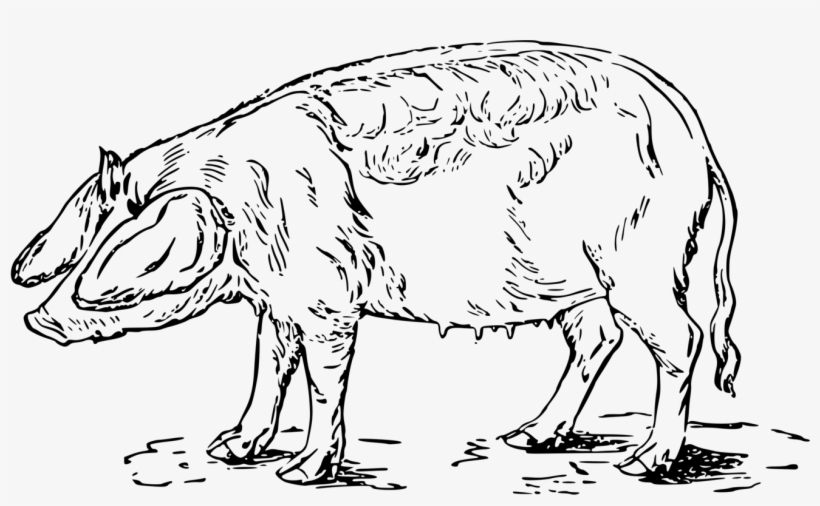 Domestic Pig Silhouette Tiger Drawing - Domestic Pig, transparent png download