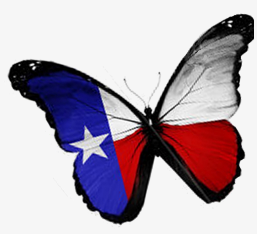 Texas Butterfly - Texas Butterfly Wendy Davis Governor Bumper Sticke, transparent png download