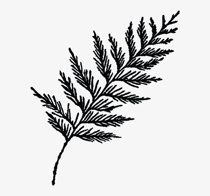 The Cultch Presents Soft Cedar Clip Art Transparent - Cedar Branch Png, transparent png download