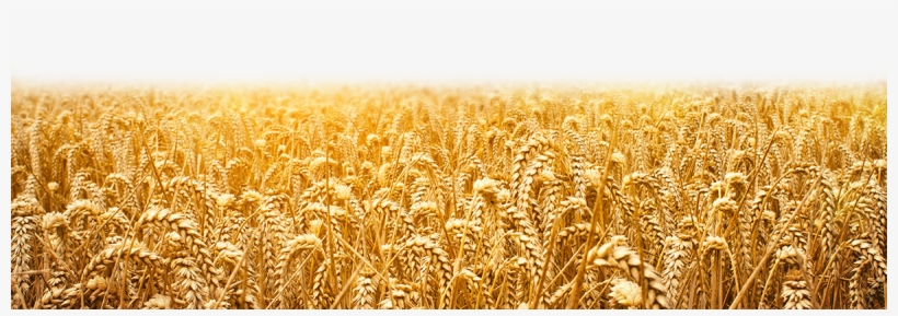 Grain Field Png Graphic Transparent Download - Ruth - A Tale Of Love And Redemption, transparent png download