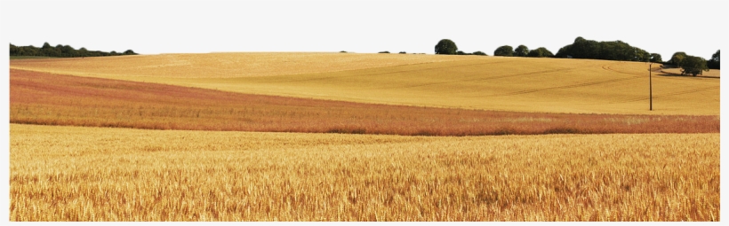 Wheat Field Cereal Food Grain - Wheat, transparent png download
