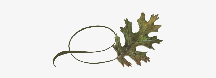 Spring Flowers, Autumn Leaves, Grapes Twisty Black - Flatweed, transparent png download