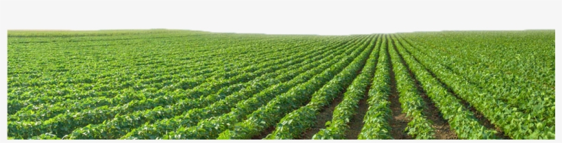 Growing Soybeans Agriculture Green Views Transprent - Soybean, transparent png download