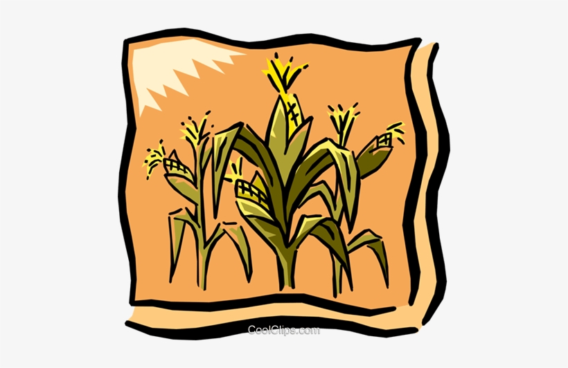 Corn Field Royalty Free Vector Clip Art Illustration - Corn Graphic, transparent png download