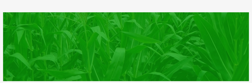 Cornfield-slider2 - Grass, transparent png download
