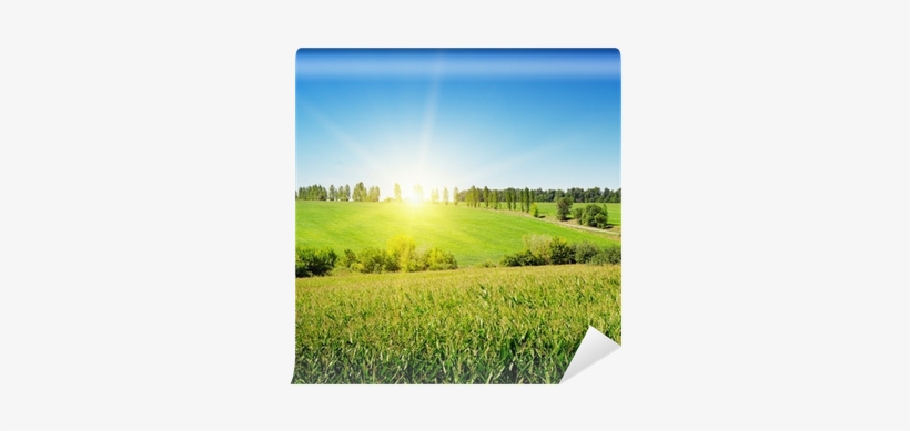 Maize, transparent png download