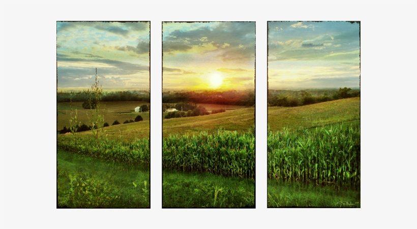 Omaha Cornfield - Field, transparent png download