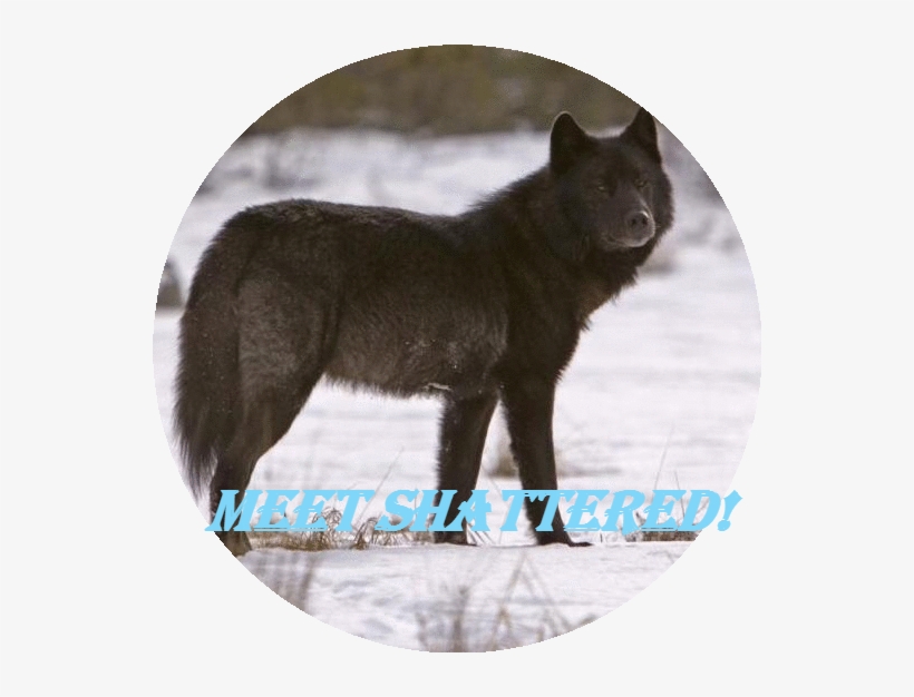 Meet Shattered - Black Cat, transparent png download